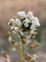 Capsella bursa-pastoris