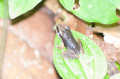 Dendrobatoidea