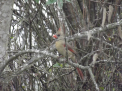 Cardinalis cardinalis