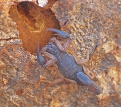 Centruroides edwardsii