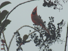 Cardinalis cardinalis