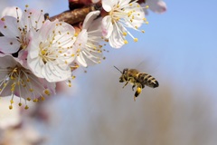 Apis mellifera