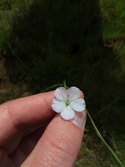 Linum bienne