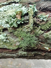 Usnea fragilescens
