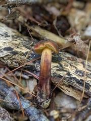 Xerocomellus intermedius