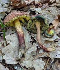 Xerocomellus intermedius