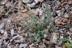 Hedeoma dentata