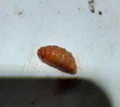 Cuterebra emasculator