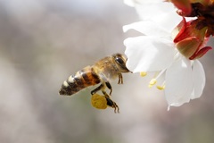 Apis mellifera