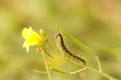 Pieris brassicae
