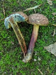 Xerocomellus intermedius