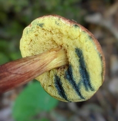 Xerocomellus intermedius