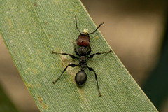 Podomyrma odae