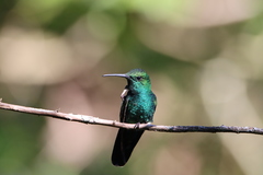 Anthracothorax viridis