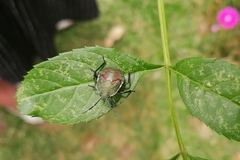 Hemiptera