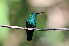 Anthracothorax viridis