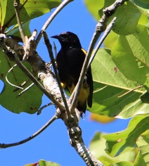 Icterus portoricensis