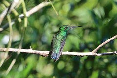 Anthracothorax viridis