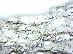 Cresponea chloroconia