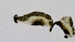 Cresponea chloroconia