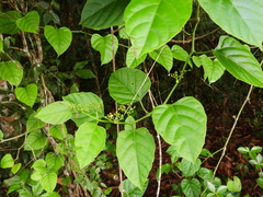 Cissus repens