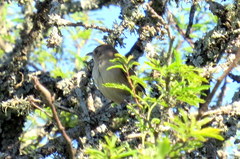 Phacellodomus striaticollis