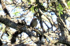 Phacellodomus sibilatrix