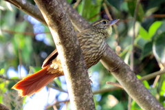 Syndactyla rufosuperciliata