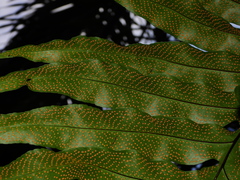 Phlebodium decumanum