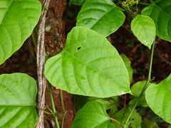 Cissus repens