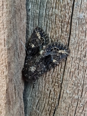 Neumichtis spumigera