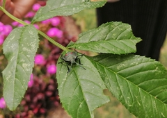 Hemiptera