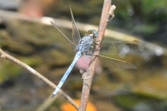 Orthetrum chrysostigma