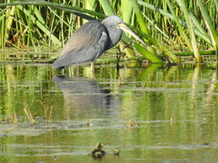 Egretta tricolor image