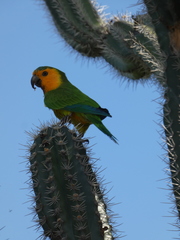 Eupsittula pertinax xanthogenia