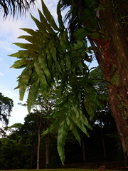 Phlebodium decumanum