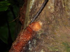 Phlebodium decumanum