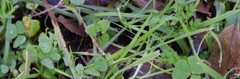 Medicago arabica