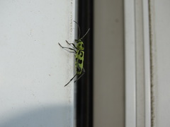 Chlorophorus herbstii