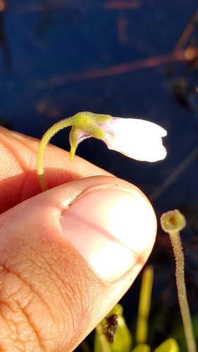 Image of Pinguicula ionantha by (c) Scott Allen Davis, some rights reserved (CC BY)