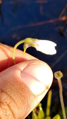 Pinguicula ionantha