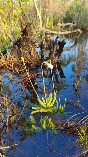 Image of Pinguicula ionantha by (c) Scott Allen Davis, some rights reserved (CC BY)