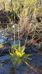 Pinguicula ionantha