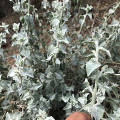 Brickellia nevinii