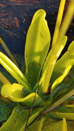 Image of Pinguicula ionantha by (c) Scott Allen Davis, some rights reserved (CC BY)