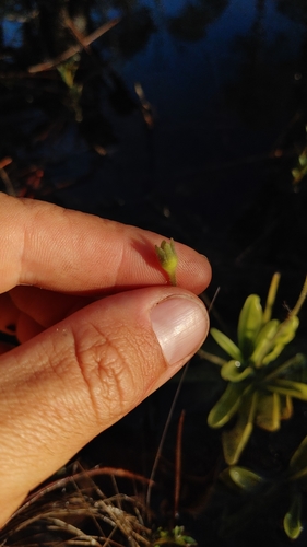 Image of Pinguicula ionantha by (c) Scott Allen Davis, some rights reserved (CC BY)