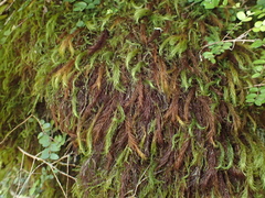 Cryptopodium bartramioides