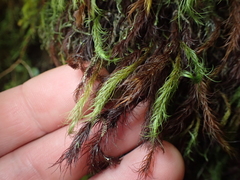 Cryptopodium bartramioides