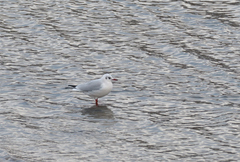 Chroicocephalus ridibundus