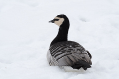 Branta leucopsis